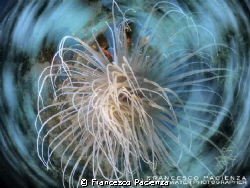 Out from vortex. by Francesco Pacienza 